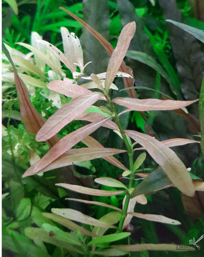 Фото от покупателя. В аквариуме спустя месяц