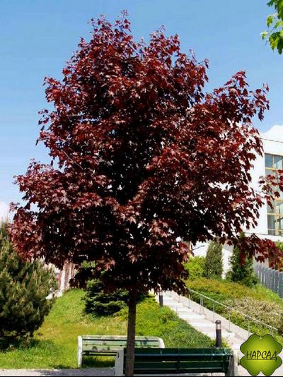 Клен остролистный &quot;Роял Ред&quot; (саженец 1,5 м)