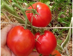 Томат Командор Фортуна