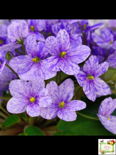 ГЕА-Весёлый Клоун (Е. Галицкая) 2024 г. трейлер