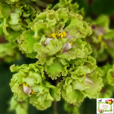 Allegro Pink Pistachio (J.Stromborg) (10765) 06/25/2015