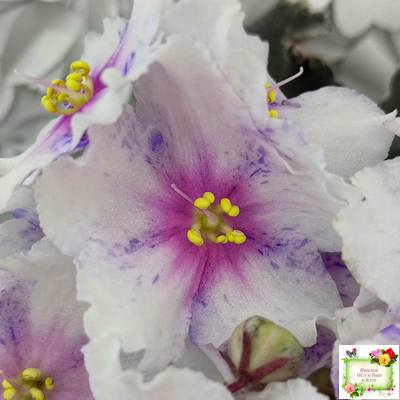 Dn-Love Time (Д. Денисенко) 2021 г.