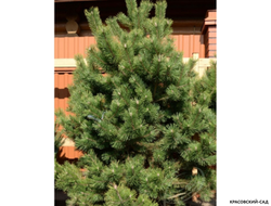 Сосна крючковатая - Uncinata