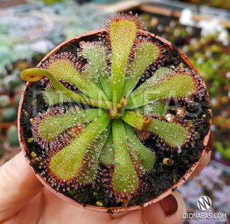 Drosera Coccicaulis - Drosera venusta, Drosera natalensis