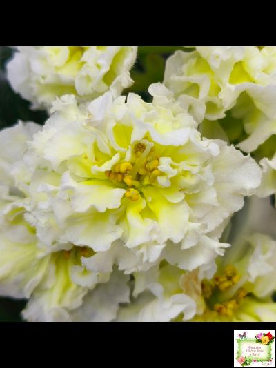 МК-Белый Янтарь (М. Карпова) 2023 г.