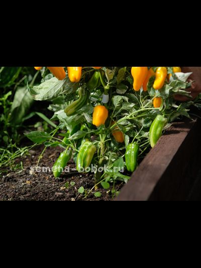 Перец сладкий Кенди Кейн оранжевый вариегатный (Candy Cane Orange Variegat), 10 шт.