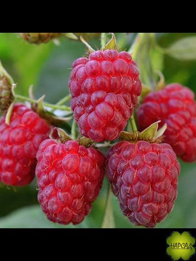 МАЛИНА "КОРОЛЕВСКИЙ ПИНГВИН" (СЛАДКАЯ, ремонтантная)