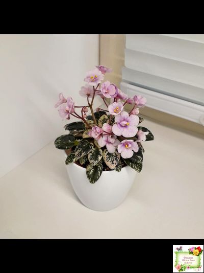 Precious Pixie (S.Sorano)