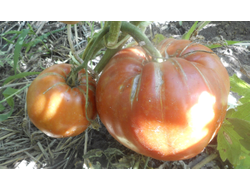 Томат Минусинский гигант