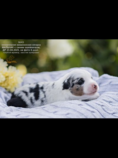 мальчик СИНИЙ ошейничек Д-2025, mas = ЗАБРОНИРОВАН