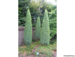 Можжевельник Хиберника - Hibernica