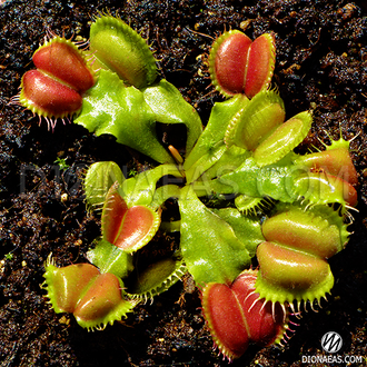 Dionaea muscipula Angel Wings