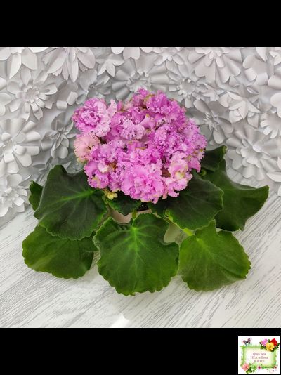 НД-Розовая Скумпия (Н. Данилова-Суворова) 2022 г.