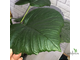 Фикус Умбеллата / Ficus Umbellata