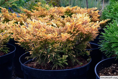 Можжевельник горизонтальный Лайм Глоу