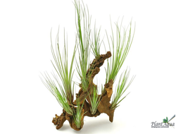 Тилландсия Juncea