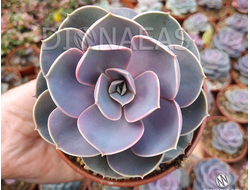 Echeveria gibbiflora metallica