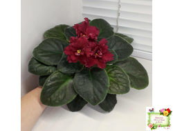 ЕК-Жара (Е. Коршунова) 2018 г.