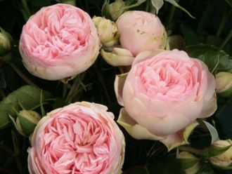 Брайдал пиано (Bridal Piano), Tantau