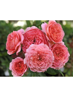 Амандин Шанель (Amandine Chanel) роза , ЗКС