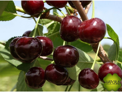 ВИШНЯ "ПУТИНКА" (саженец 2 года)