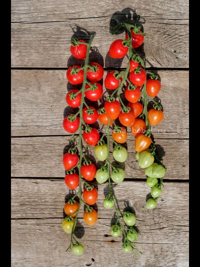 Томат Gardener's Sweetheart (Возлюбленная Садовода), 10 шт.