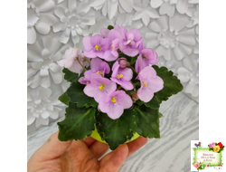 Morgan's Ivy League (C.Eros) (детка)