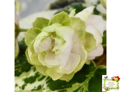 ЛЕ-Элли (Е. Лебецкая)