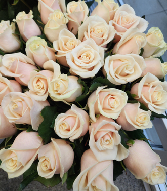 Роза Россия кремовая