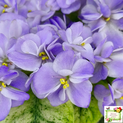 Rob's Wascally Wabbit (R. Robinson) (10983) 05/16/2018