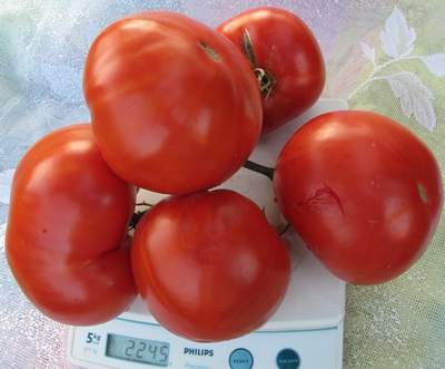 Томат Итальянские фамильные (Heirloom Italian)