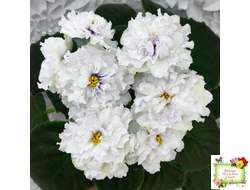 РМ-Прекрасный Жемчуг (Н. Скорнякова) 2022 г.