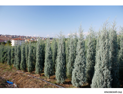 Кипарис Аризонский - Cupressus arizonica