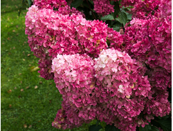 Фрейз мельба (Fraise Melba)