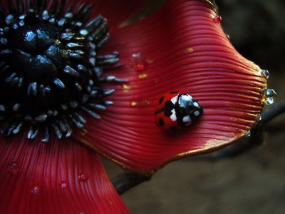 "Волшебный мак Весенницы", нарядная брошь с божьей коровкой и капельками