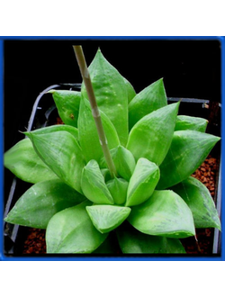 Haworthia cymbiformis