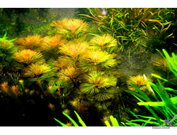 Кабомба красная (пучок)