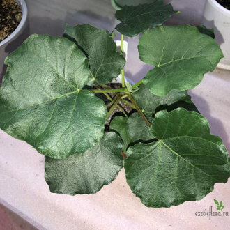 Ficus tettensis / фикус теттенсис