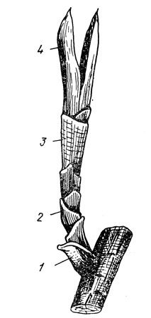 Лабораторная работа по биологии в 5 классе " Изучение внешнего строения шишек, х