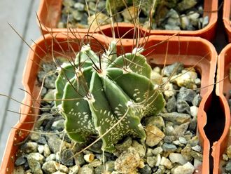 Astrophytum senile (D=40мм)