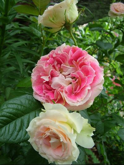 Цезарь (Cesar)