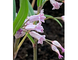 Polygonatum curvistylum