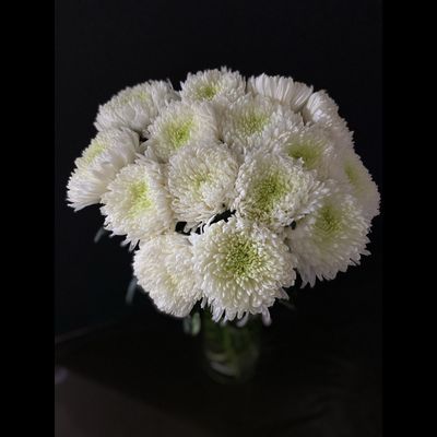 Хризантема одноголовая 15 шт