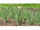 Чеснок полевой (Allium sativum) - 100% натуральное эфирное масло