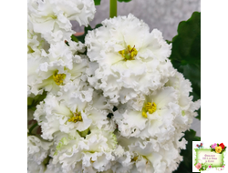 АВ-Легенда о Золотой Луне (Фиалковод) 2023 г.