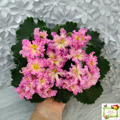 РМ-Богиня Солнца (Н. Скорнякова) 2019 г.