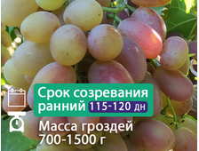 Аполлинария