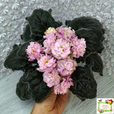 БР-Кудряшка (С. и Н. Буркацкие) 2021 г.