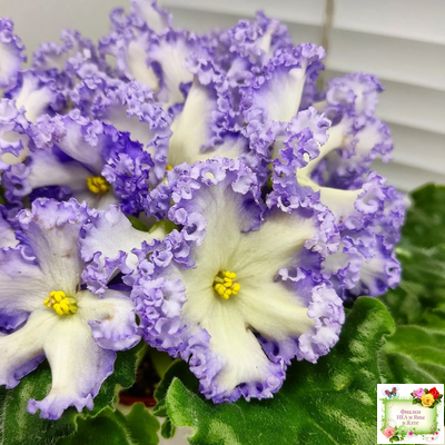 РМ-Франческа (Н. Скорнякова) 2019 г. (лист посажен 05.10.25)