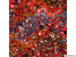 Барбарис Ред Джевел - Red Juwel